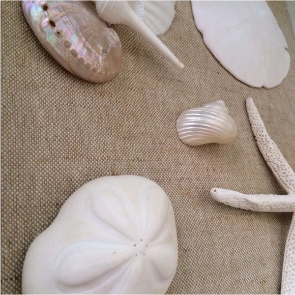 New!  Seashell & Starfish Large Shadow Box - Picture 3 of 6